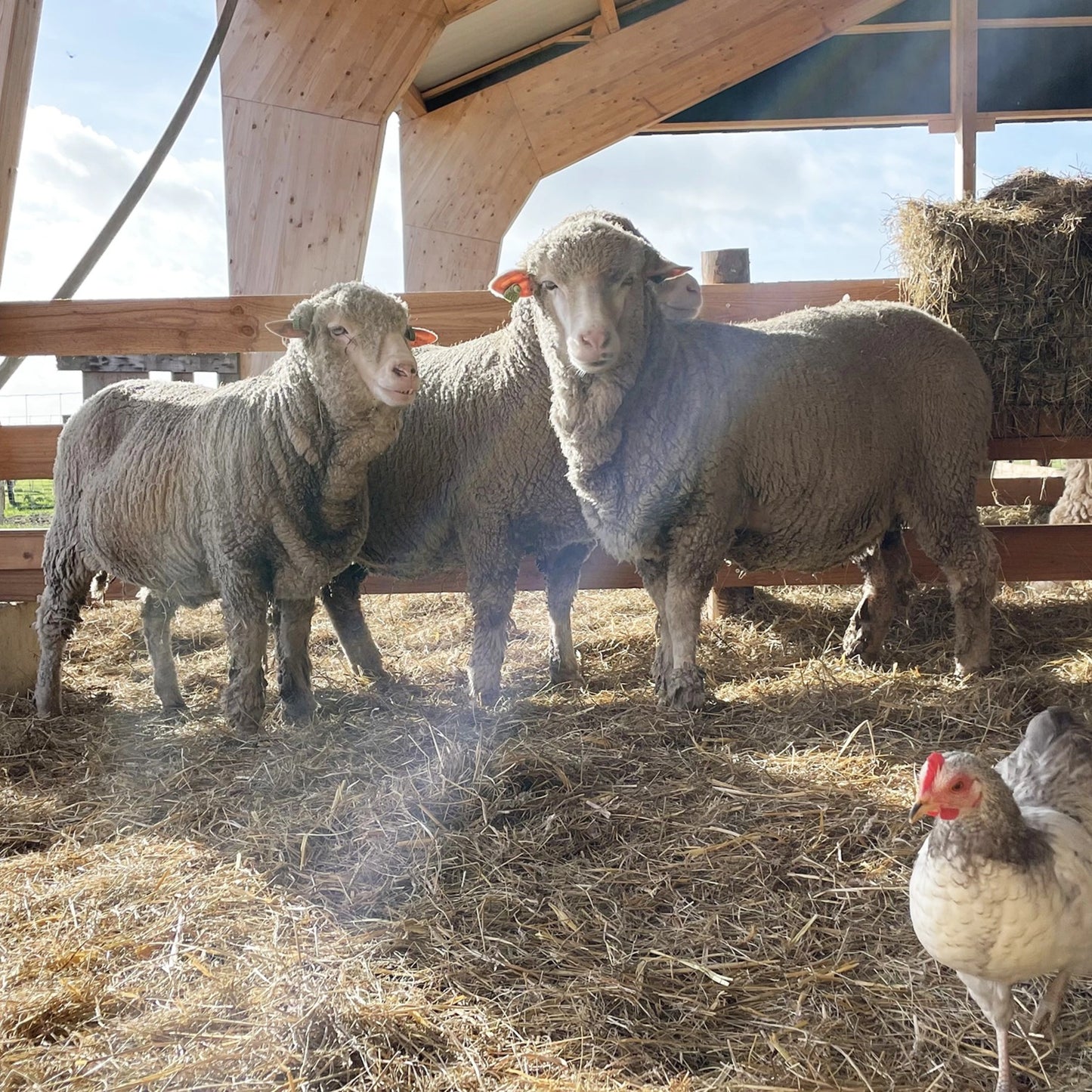 Viðsnúaleg ullarhúfa Beige - Brown